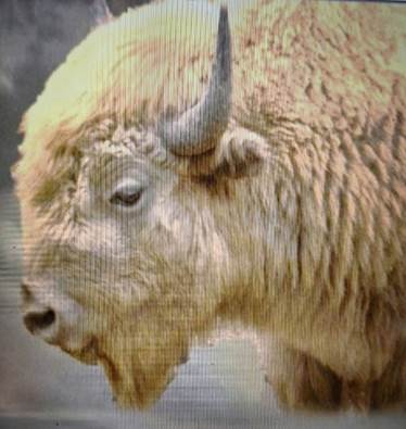 Profile of a White Buffalo 