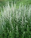 Image result for Mugwort Artemisia Vulgaris