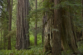 photo of redwood trees