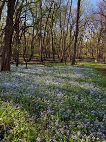 light purple wildflowers with budding trees in the background