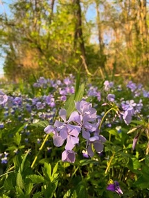 close-up of light purple wildflowers with bright green shrubs lit by the sunshine in the background